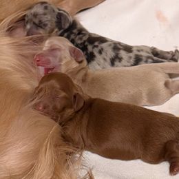 Dachshund puppies from Lovelaced Pups