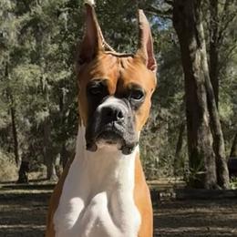 Leia - Boxer