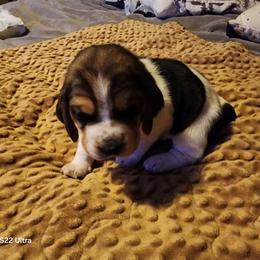 4 Boy - Black brown and white male Basset Hound puppy in Hood River, Oregon from The Walls Hounds With Heart