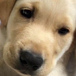 Labrador Retriever Puppies from Retrieving Freedom