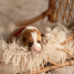 Red collar - Hammy - Red male Pembroke Welsh Corgi puppy in Waverly Hall, Georgia from 6g Ranch Corgis