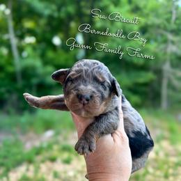Sea Biscuit - Merle male Bernedoodle puppy in Grove, Oklahoma from Guinn Family Farms