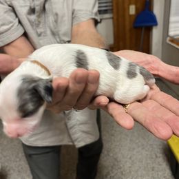 Will Rogers - Grey and white male Bernedoodle puppy in Waco, Texas from Doodles of Your Dreams (formerly Texana Doodles)