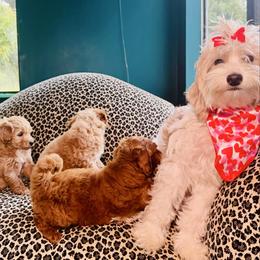 Daisy - Goldendoodle