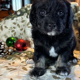 Ruby - Black & white female Toy Australian Shepherd puppy in La Grande, Oregon from Larsen's Toy Aussies