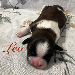 Leo - Gold and white male Shih Tzu puppy in Hemet, California from Aloha Shih Tzu