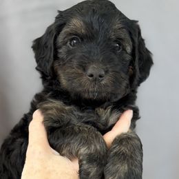 Juniper - Phantom female Bernedoodle puppy in Concord, California from Golden State Good Dogs