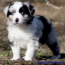 Miniature Australian Shepherd Puppies from Mutton Creek Aussies