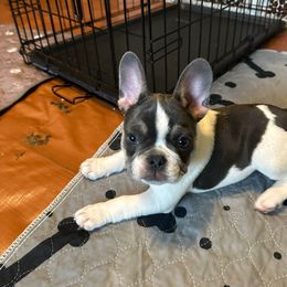 French Bulldog Puppies from McDaniel Farm and Fowl