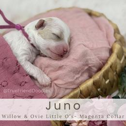 JUNO - Magenta Collar - Parti female Goldendoodle puppy in Watertown, New York from True Friend Doodles