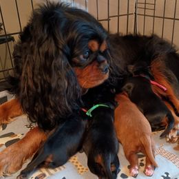 Cavalier King Charles Spaniel puppies from Royal Garden Cavaliers