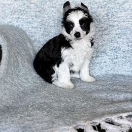 Dolphin - Black and white female Chinese Crested puppy in New Smyrna Beach, Florida from FronkLinn Kennel