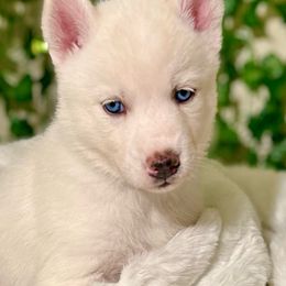 Siberian Husky Puppies from Nova’s Puppy Haven