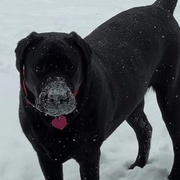 Labrador Retriever All Grown Up from Royal Ridge Labs