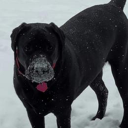 Labrador Retriever All Grown Up from Royal Ridge Labs