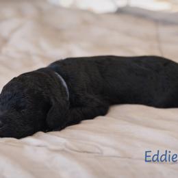 Eddie Munson - Black male Bernedoodle puppy in Bennett, Colorado from Darling Paws Bernedoodles, LLC
