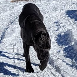 Cane Corso from Jason's Cane Corsos