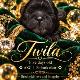 Twila - Black female Shih Tzu puppy in Dallas, Texas from Almost Heaven Shih Tzu
