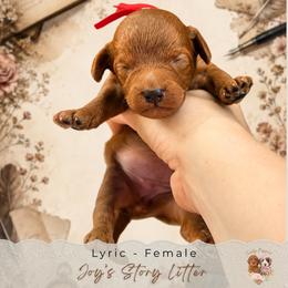 Lyric - Red  female Goldendoodle puppy in Atlanta, Georgia from Teddy Puppies