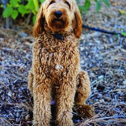 Selah - Goldendoodle