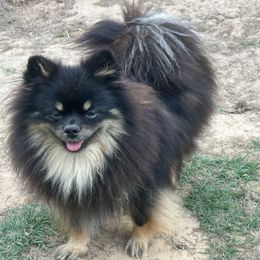 Tanzy - Pomeranian