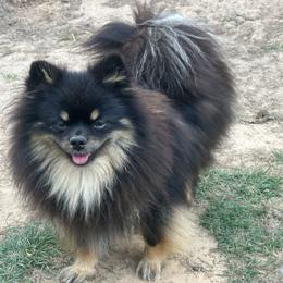 Tanzy - Pomeranian
