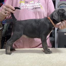 Blue F - Brindle female Mountain Cur puppy in Georgetown, Ohio from Walnut Ridge Mountain Curs