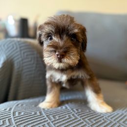 Jax - Liver male Miniature Schnauzer puppy in La Mirada, California from SchnauzersRus
