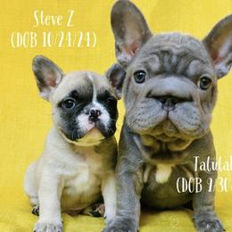 French Bulldog Puppies from Matra French Bulldogs