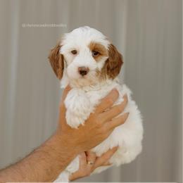 Hazelnut - Parti female Goldendoodle puppy in Hiddenite, North Carolina from Rose and Reid Doodles