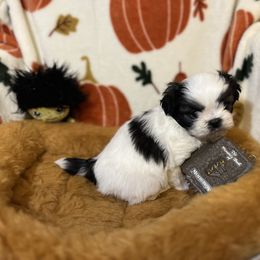 Shih Tzu Puppies from Lavender Lane Tzus
