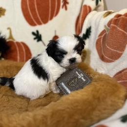 Shih Tzu Puppies from Lavender Lane Tzus