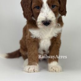Bear - Red  male Goldendoodle puppy in Milford, Indiana from Railway Acres Kennel