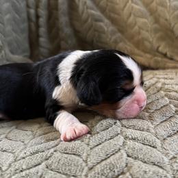 Girl 1 - female Cavalier King Charles Spaniel puppy in Chico, California from Valley Cavaliers