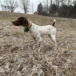 Jersey - German Shorthaired Pointer