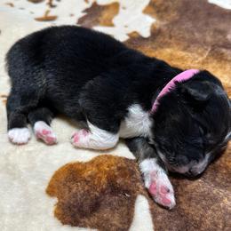 Red Collar - Black tri-color male Australian Shepherd puppy in Winston Salem, North Carolina from Serenity Acres Aussies