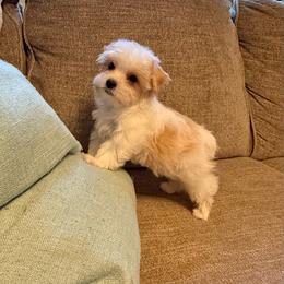 Randolph AKC - Parti male Yorkshire Terrier puppy in Nesbit, Mississippi from Bluff City Yorkies