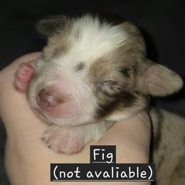Australian Shepherd Puppies from Arbor hill Australian Shepherds