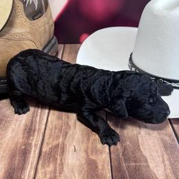 Randy Travis - Black male Labradoodle puppy in Kingston, Georgia from CC Familydoodles