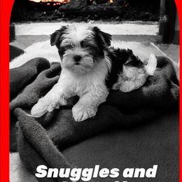 Lilly - Black and white female Shih Tzu puppy in Ocala, Florida from Yorkie  And Shih Tzu Love
