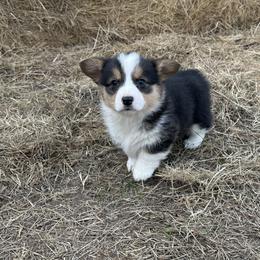 American Corgi and Pembroke Welsh Corgi Puppies from Wild West Corgis