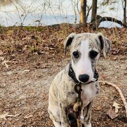 Whippet Puppies from Smithfield Park