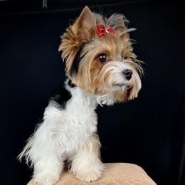 Vendi - Biewer Terrier