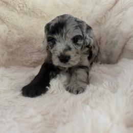 Flynn - male Australian Mountain Doodle puppy in Fullerton, California from Emerald Creek Doodles