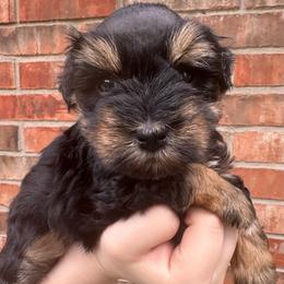 Black n red boy CKC - Black and silver male Miniature Schnauzer puppy in Pflugerville, Texas from K&K Precious Tx schnauzers