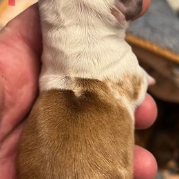 Dachshund Puppies from Witchy Woman’s Wiener’s