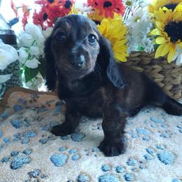 Glena - Brindle female Dachshund puppy in Hudson, Michigan from Mittentail Kennel Miniature Dachshunds & Australian Shepherds