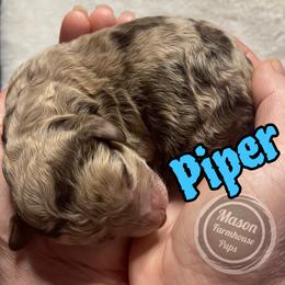 Piper - Brown and tan male Cockapoo puppy in Anniston, Alabama from Mason Farmhouse Poodles, Doodles & Poos (Breeding & Stud Services)