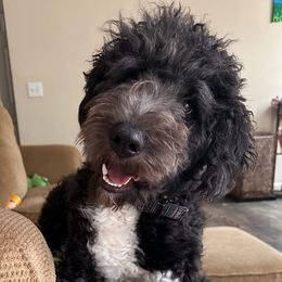 Aussiedoodles and French Bulldogs from BlackCrown Kennel