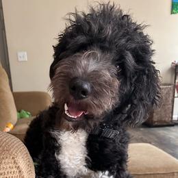 Aussiedoodles and French Bulldogs from BlackCrown Kennel